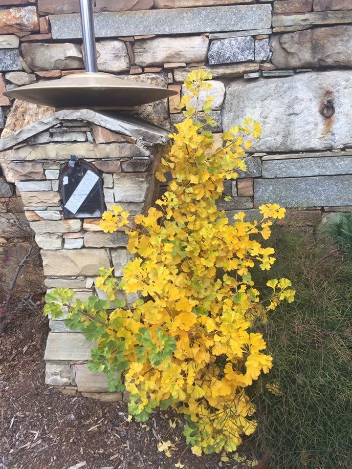 - Ginkgo biloba 'Troll' Dwarf Ginkgo Tree - Mr Maple │ Buy Japanese Maple Trees