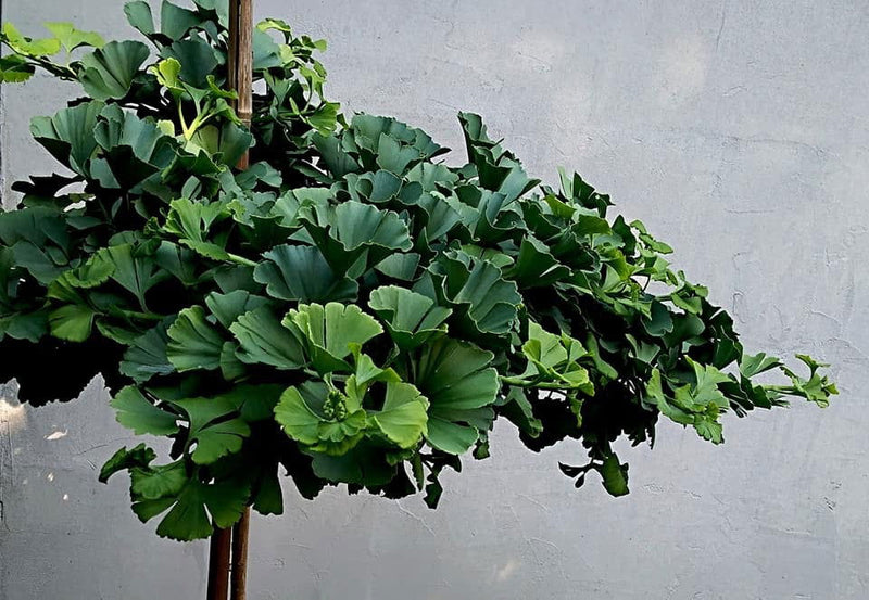 - Ginkgo biloba 'Troll' Dwarf Ginkgo Tree - Mr Maple │ Buy Japanese Maple Trees