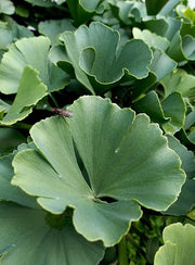 - Ginkgo biloba 'Troll' Dwarf Ginkgo Tree - Mr Maple │ Buy Japanese Maple Trees