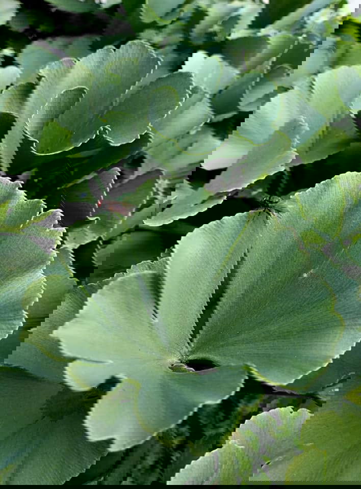 - Ginkgo biloba 'Troll' Dwarf Ginkgo Tree - Mr Maple │ Buy Japanese Maple Trees