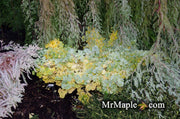 - Ginkgo biloba 'Troll' Dwarf Ginkgo Tree - Mr Maple │ Buy Japanese Maple Trees