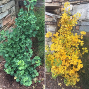 - Ginkgo biloba 'Troll' Dwarf Ginkgo Tree - Mr Maple │ Buy Japanese Maple Trees