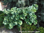 - Ginkgo biloba 'Troll' Dwarf Ginkgo Tree - Mr Maple │ Buy Japanese Maple Trees