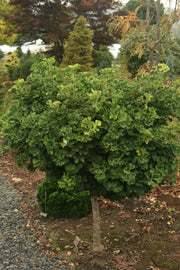 - Ginkgo biloba 'Troll' Dwarf Ginkgo Tree - Mr Maple │ Buy Japanese Maple Trees