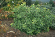 - Ginkgo biloba 'Troll' Dwarf Ginkgo Tree - Mr Maple │ Buy Japanese Maple Trees