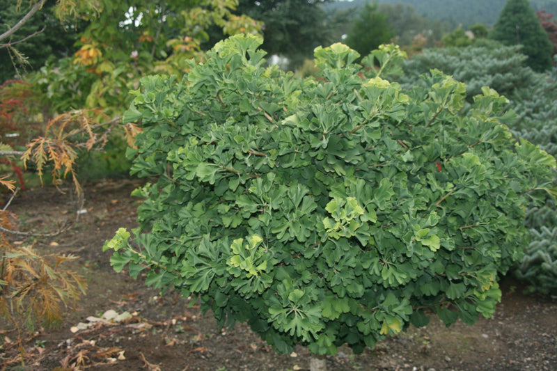 - Ginkgo biloba 'Troll' Dwarf Ginkgo Tree - Mr Maple │ Buy Japanese Maple Trees