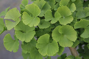 - Ginkgo biloba 'Troll' Dwarf Ginkgo Tree - Mr Maple │ Buy Japanese Maple Trees