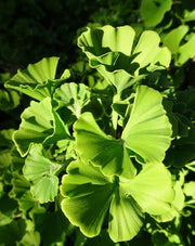 - Ginkgo biloba 'Troll' Dwarf Ginkgo Tree - Mr Maple │ Buy Japanese Maple Trees