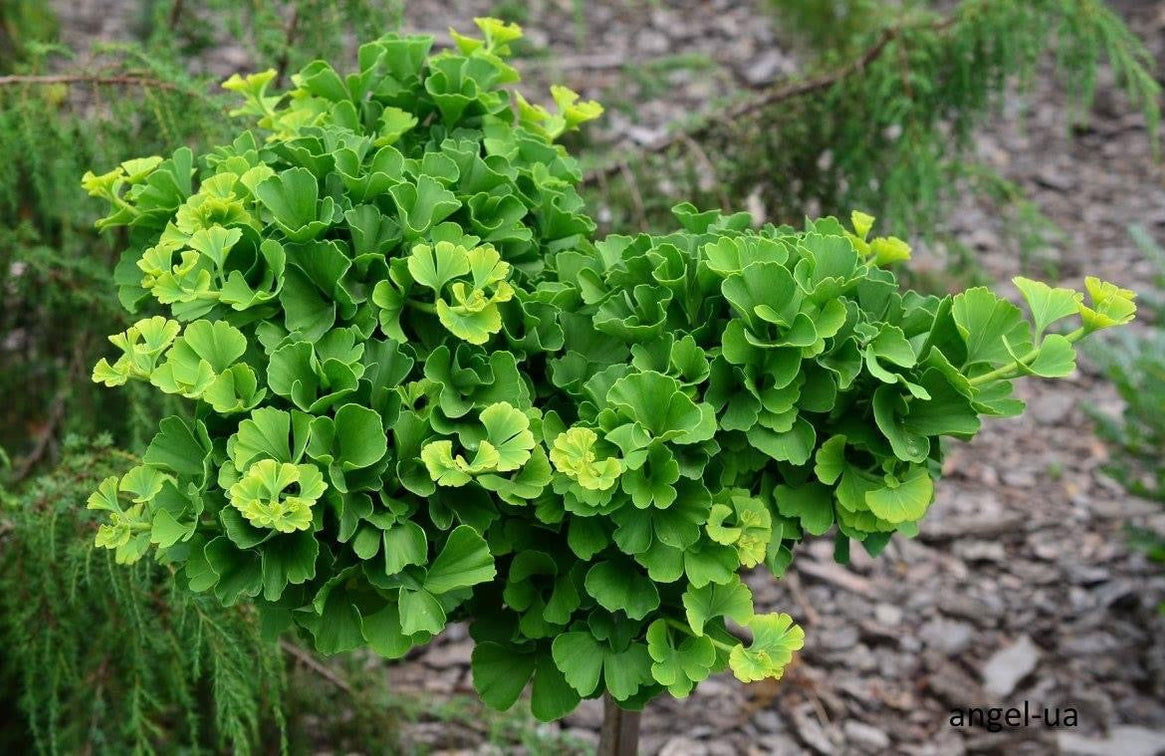 Buy Ginkgo biloba 'Troll' Dwarf Ginkgo Tree — Mr Maple │ Buy Japanese ...