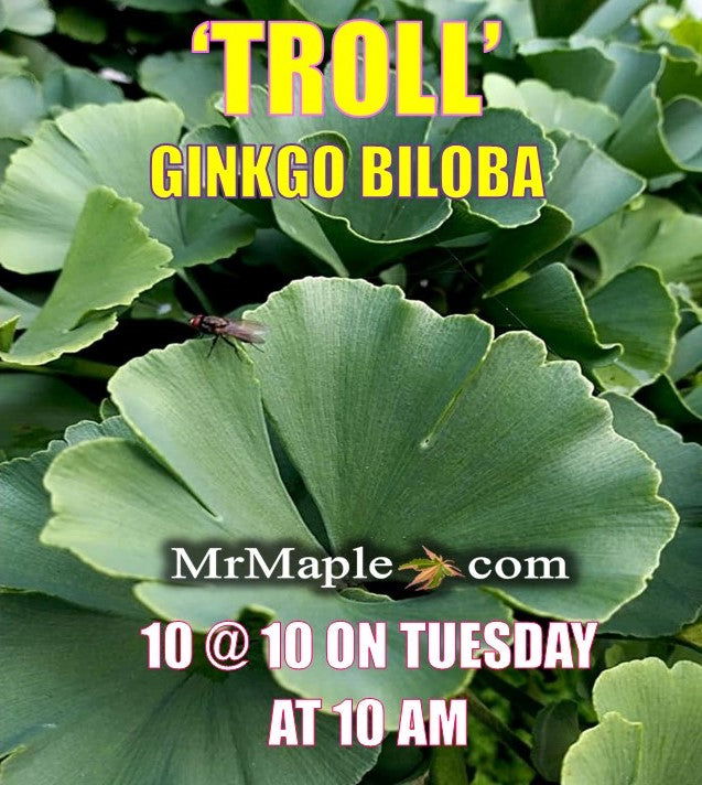 - Ginkgo biloba 'Troll' Dwarf Ginkgo Tree - Mr Maple │ Buy Japanese Maple Trees