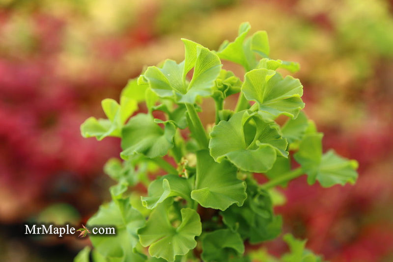 - Ginkgo biloba 'Troll' Dwarf Ginkgo Tree - Mr Maple │ Buy Japanese Maple Trees