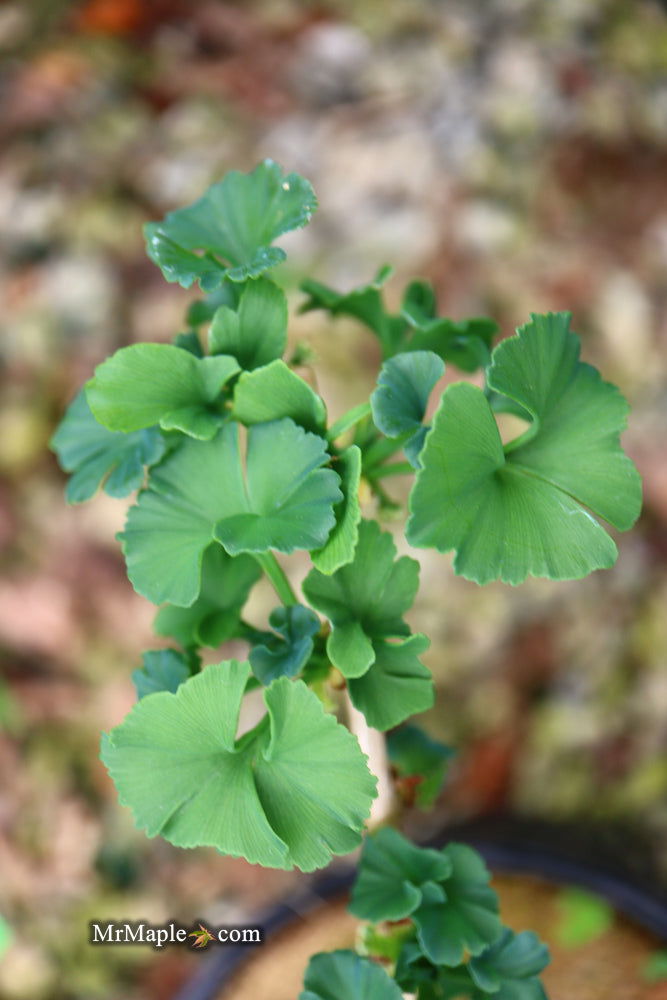 - Ginkgo biloba 'Troll' Dwarf Ginkgo Tree - Mr Maple │ Buy Japanese Maple Trees