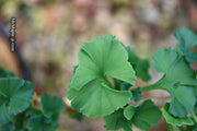 - Ginkgo biloba 'Troll' Dwarf Ginkgo Tree - Mr Maple │ Buy Japanese Maple Trees