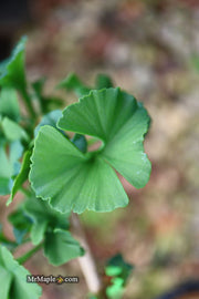 - Ginkgo biloba 'Troll' Dwarf Ginkgo Tree - Mr Maple │ Buy Japanese Maple Trees