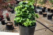 - Ginkgo biloba 'Troll' Dwarf Ginkgo Tree - Mr Maple │ Buy Japanese Maple Trees