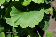 - Ginkgo biloba 'Troll' Dwarf Ginkgo Tree - Mr Maple │ Buy Japanese Maple Trees