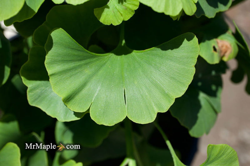 - Ginkgo biloba 'Troll' Dwarf Ginkgo Tree - Mr Maple │ Buy Japanese Maple Trees