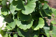 - Ginkgo biloba 'Troll' Dwarf Ginkgo Tree - Mr Maple │ Buy Japanese Maple Trees