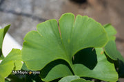 - Ginkgo biloba 'Troll' Dwarf Ginkgo Tree - Mr Maple │ Buy Japanese Maple Trees