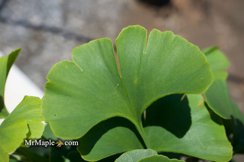 - Ginkgo biloba 'Troll' Dwarf Ginkgo Tree - Mr Maple │ Buy Japanese Maple Trees