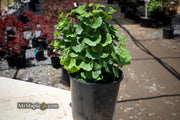 - Ginkgo biloba 'Troll' Dwarf Ginkgo Tree - Mr Maple │ Buy Japanese Maple Trees