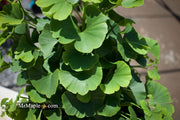 - Ginkgo biloba 'Troll' Dwarf Ginkgo Tree - Mr Maple │ Buy Japanese Maple Trees