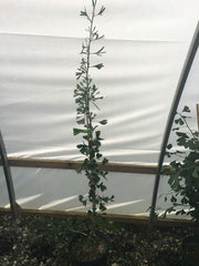 - Ginkgo biloba 'Tubeleaf' Male Ginkgo Tree - Mr Maple │ Buy Japanese Maple Trees