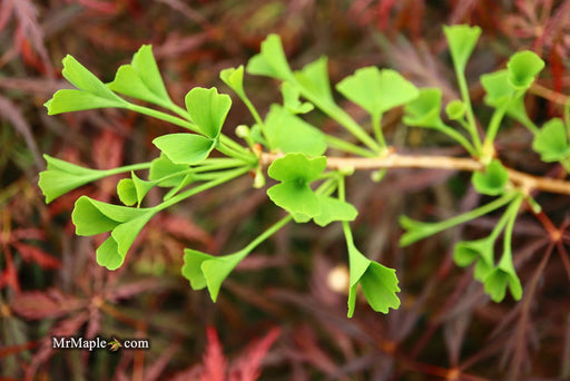 - Ginkgo biloba 'Tubiformis' Tubeleaf Ginkgo Tree - Mr Maple │ Buy Japanese Maple Trees