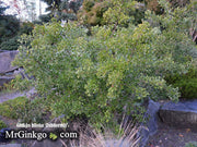 - Ginkgo biloba 'Tubiformis' Tubeleaf Ginkgo Tree - Mr Maple │ Buy Japanese Maple Trees