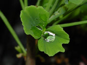 - Ginkgo biloba 'Tubiformis' Tubeleaf Ginkgo Tree - Mr Maple │ Buy Japanese Maple Trees