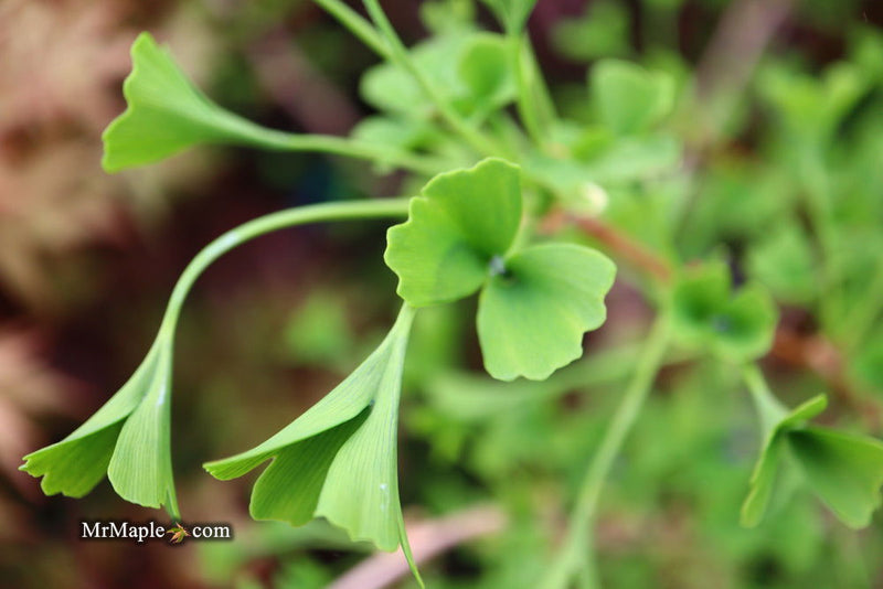 - Ginkgo biloba 'Tubiformis' Tubeleaf Ginkgo Tree - Mr Maple │ Buy Japanese Maple Trees
