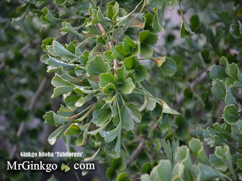 - Ginkgo biloba 'Tubiformis' Tubeleaf Ginkgo Tree - Mr Maple │ Buy Japanese Maple Trees