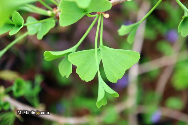- Ginkgo biloba 'Tubiformis' Tubeleaf Ginkgo Tree - Mr Maple │ Buy Japanese Maple Trees