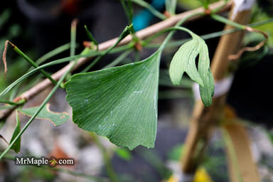 - Ginkgo biloba 'Unnamed Stupka Broom' Dwarf Ginkgo Tree - Mr Maple │ Buy Japanese Maple Trees