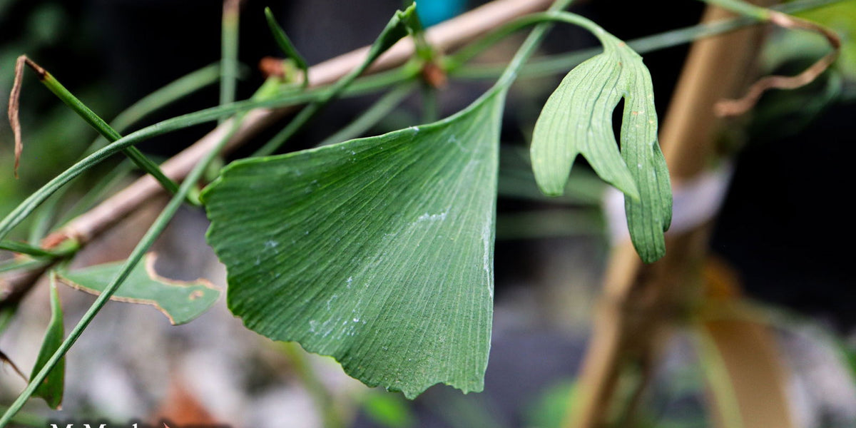 Ginkgo_biloba_Unnamed_Stupka_B