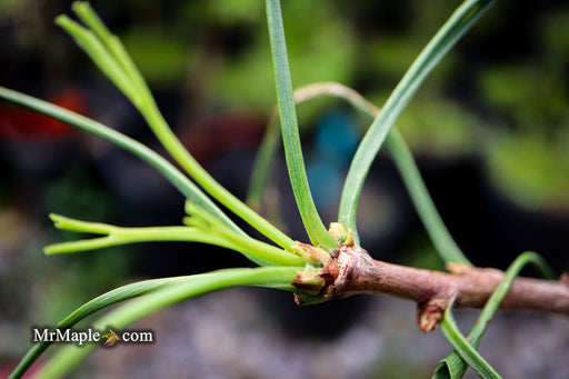 '- Ginkgo biloba 'Unnamed Stupka Broom' Dwarf Ginkgo Tree - Mr Maple │ Buy Japanese Maple Trees