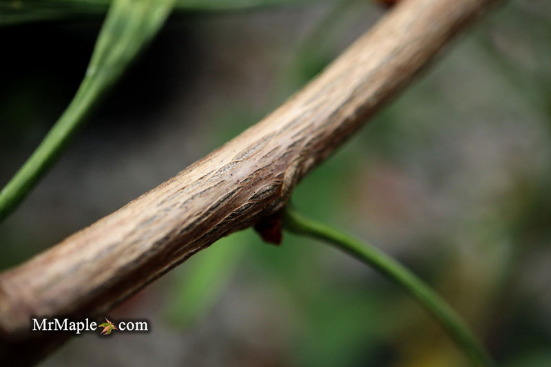 - Ginkgo biloba 'Unnamed Stupka Broom' Dwarf Ginkgo Tree - Mr Maple │ Buy Japanese Maple Trees