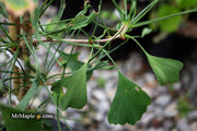 - Ginkgo biloba 'Unnamed Stupka Broom' Dwarf Ginkgo Tree - Mr Maple │ Buy Japanese Maple Trees