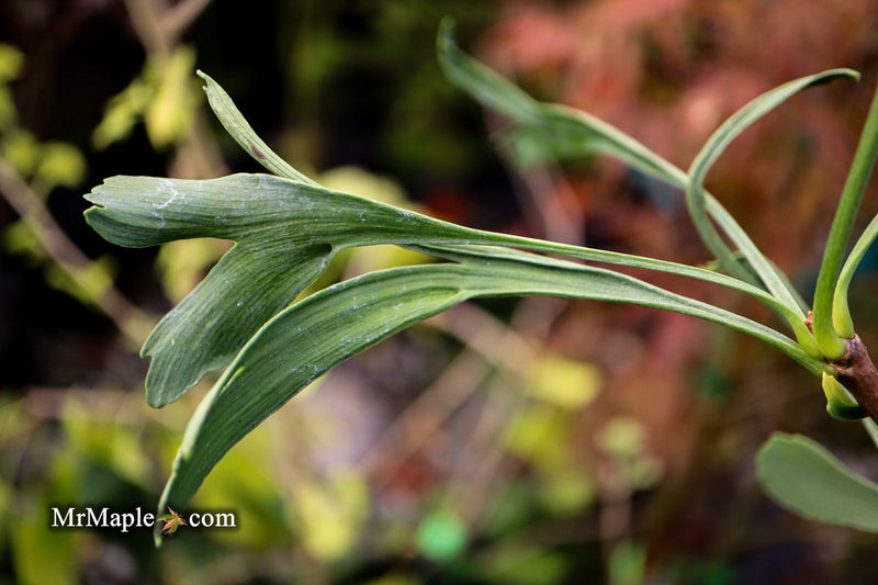 - Ginkgo biloba 'Unnamed Stupka Broom' Dwarf Ginkgo Tree - Mr Maple │ Buy Japanese Maple Trees