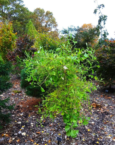 - Ginkgo biloba 'Weeping Wonder' Weeping Ginkgo Tree - Mr Maple │ Buy Japanese Maple Trees
