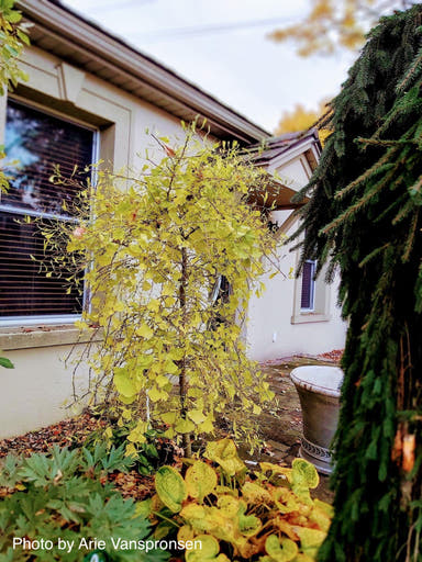 - Ginkgo biloba 'Weeping Wonder' Weeping Ginkgo Tree - Mr Maple │ Buy Japanese Maple Trees