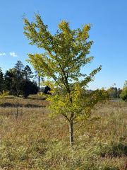 - Ginkgo biloba 'Windover Gold' Male Ginkgo Tree - Mr Maple │ Buy Japanese Maple Trees