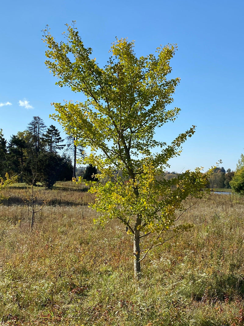 - Ginkgo biloba 'Windover Gold' Male Ginkgo Tree - Mr Maple │ Buy Japanese Maple Trees