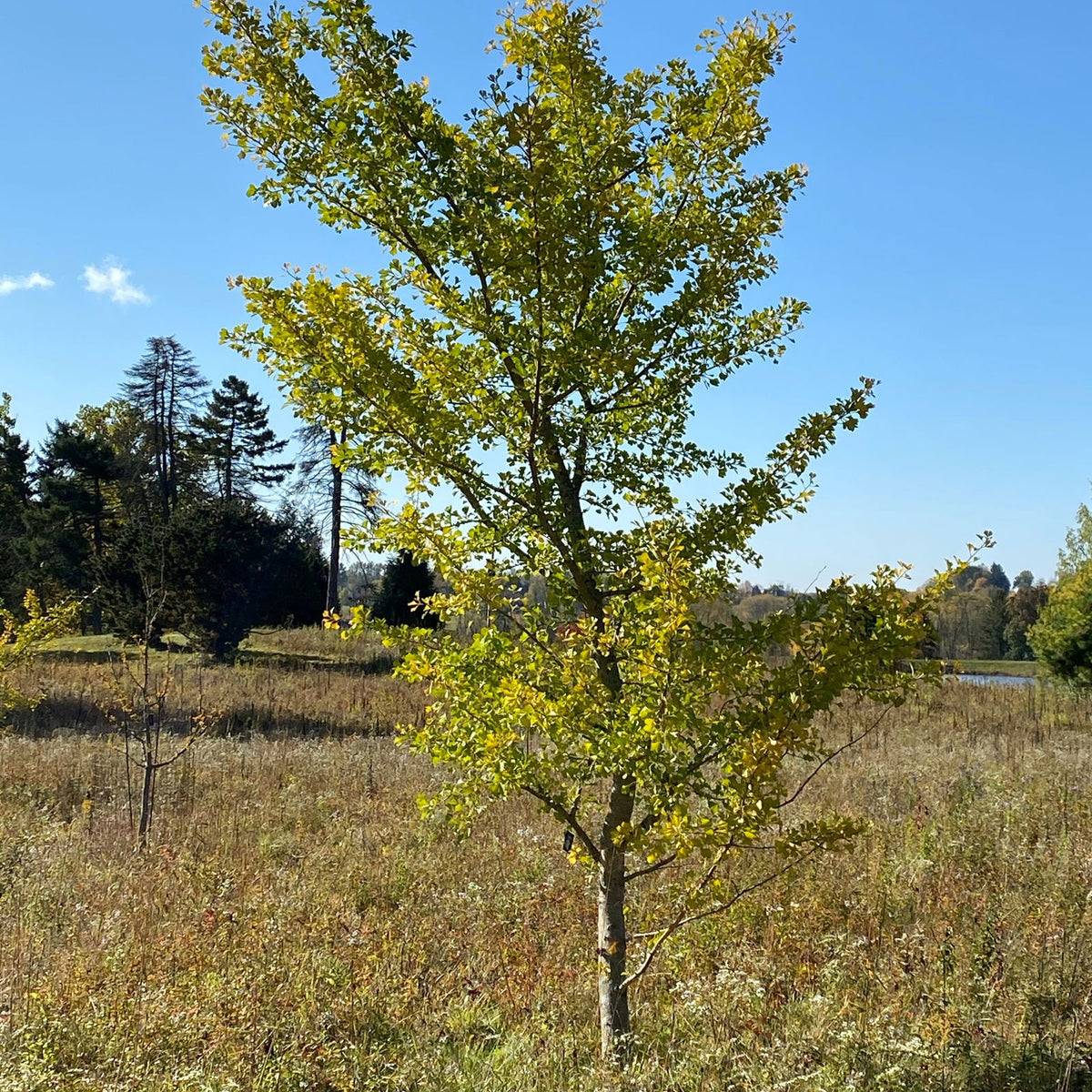 TREEO ✴︎Insanely Rare✴︎極上メロウ レア gluv TREEO ✴︎Insanely Rare✴︎極上メロウ レア gluv Buy Ginkgo biloba