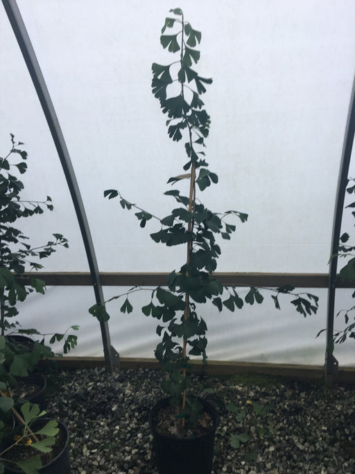 - Ginkgo biloba 'Windover Gold' Male Ginkgo Tree - Mr Maple │ Buy Japanese Maple Trees