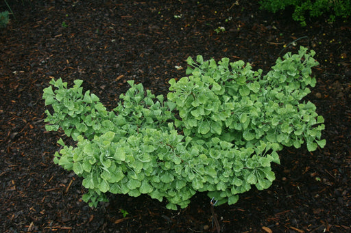 - Ginkgo biloba 'Witch's Broom' WB Dwarf Ginkgo Tree - Mr Maple │ Buy Japanese Maple Trees