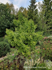 - Ginkgo biloba 'Witch's Broom' WB Dwarf Ginkgo Tree - Mr Maple │ Buy Japanese Maple Trees