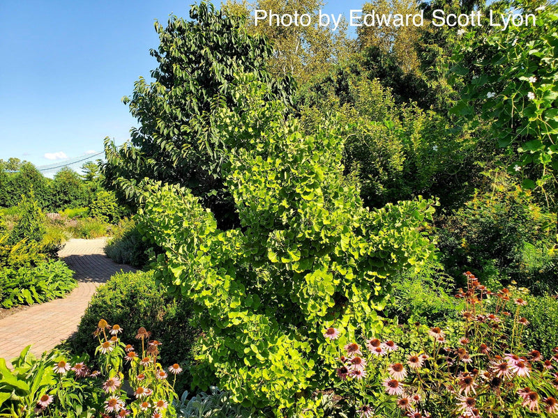 - Ginkgo biloba 'Witch's Broom' WB Dwarf Ginkgo Tree - Mr Maple │ Buy Japanese Maple Trees
