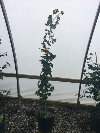 - Ginkgo biloba 'Yadkin Gold' Male Ginkgo Tree - Mr Maple │ Buy Japanese Maple Trees