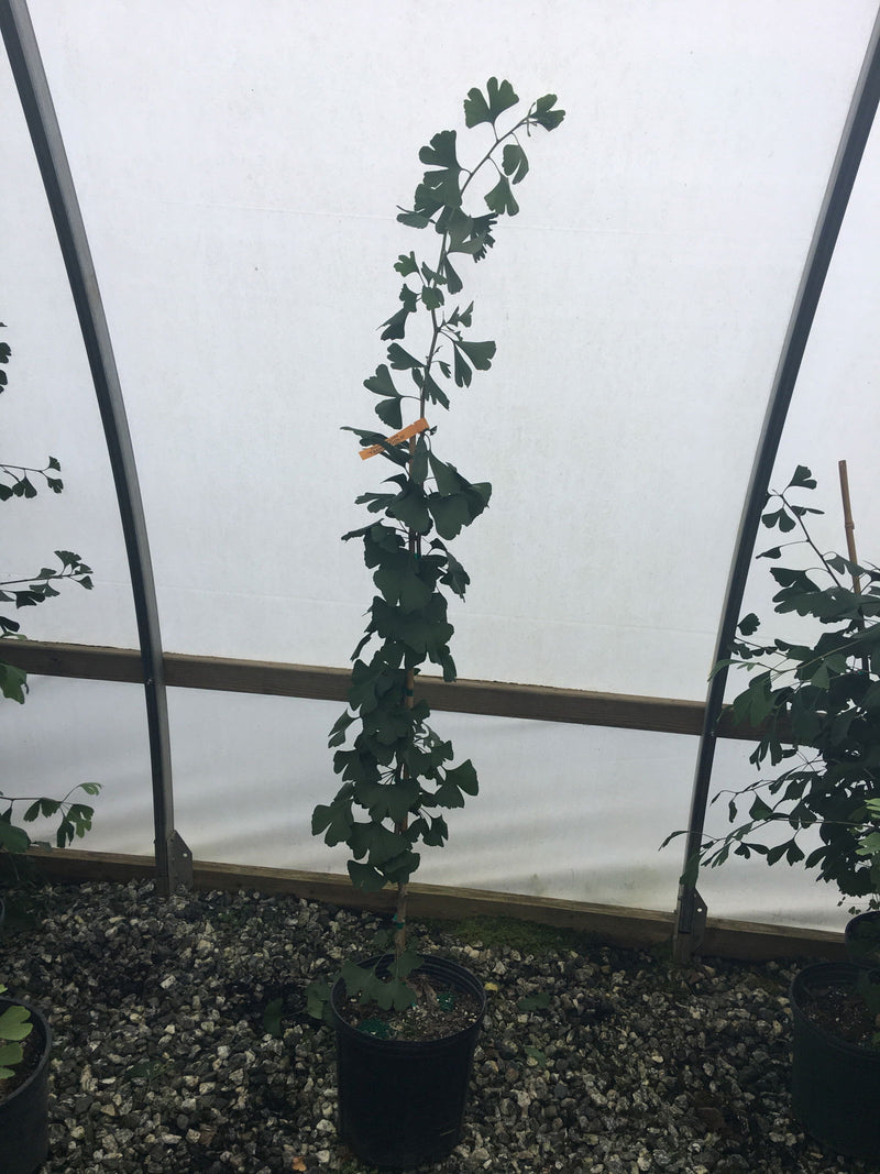 - Ginkgo biloba 'Yadkin Gold' Male Ginkgo Tree - Mr Maple │ Buy Japanese Maple Trees